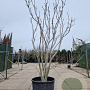 Magnolia soulangeana 300-350 cm container meerstammig
