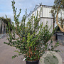 Myrtus communis 100-125 cm 30L