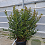 Myrtus communis tarentina 80-100 cm 2,5L