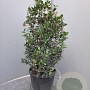 Osmanthus burkwoodii 40-60 cm 10L
