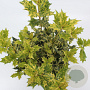 Osmanthus heter. 'Goshiki' 30-35 cm 3,0L