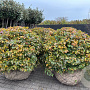 Parrotia persica 140-160 cm draadkluit bol