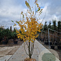Parrotia persica 'Vanessa' 250-300 cm draadkluit meerstammig solitair