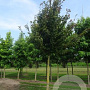 Parrotia persica 'Vanessa' 30-35 HO draadkluit 250 cm stam