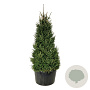 Picea abies 250-300 cm cont. 500L solitair