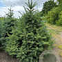 Picea pungens glauca 150-175 cm draadkluit solitair