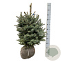 Picea pungens Super Blue Seedling 50-60 cm met kluit extra