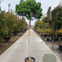 Pinus mugo mugo 180 cm stam 45L 14-16 lei 150x120
