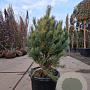 Pinus sylv. 'Watereri' 70-80 cm 30L