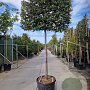 Quercus ilex 180 cm stam container 20-25 lei 150x120