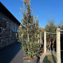 Quercus ilex 250-300 cm container solitair