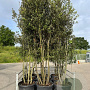 Quercus ilex 300-350 cm cont. 130L meerstammig