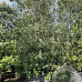 Quercus ilex 450-500 cm cont. 1000L meerstammig