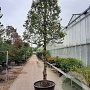 Quercus ilex 150 cm stam container 6-8 bol