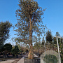 Quercus suber 450-500 cm container solitair