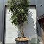 Quercus suber hoogstam container solitair