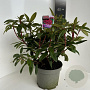 Rhododendron 'Marie Forte' 40-50 cm 5,0L