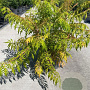 Rhus typhina Tiger Eyes 80-100 cm 12L