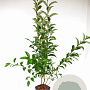 Ligustrum luc. Green Screen 80-100 cm 5,0L
