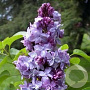 Syringa v. Hope 175-200 cm draadkluit struik op Stam