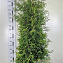 Thuja occ. 'Brabant' 180-200 cm met kluit extra
