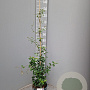 Trachelospermum jasminioides 'Star of Sicily' 125-150 cm 4,0L