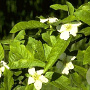 Mespilus germanica hoogstam 20L