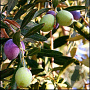 Olea europaea 100 cm stam 10L