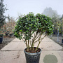 Viburnum tin. 'Eve Price' 80-100 cm 50L Parasol