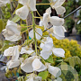 Wisteria brach. 'Shiro Kapitan' 175-200 cm 10L
