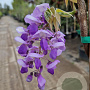 Wisteria flor. 'Honbeni' 175-200 cm 10L
