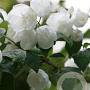 Philadelphus 'Virginal' 60-80 cm container
