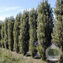 Populus nigra 'Italica' 10-12 HO 25L geveerd