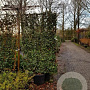 Elaeagnus ebb. 'Compacta' GM container lage leivorm lei 120x200