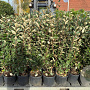 Elaeagnus ebb. 'Compacta' GM cont. 90L