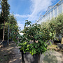 Ficus carica 100-125 cm cont. 90L meerstammig