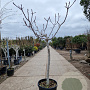 Ficus carica 100 cm stam container 14-16
