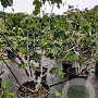 Ficus carica 175-200 cm container meerstammig