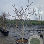 Ficus carica 200-250 cm cont. 130L meerstammig