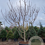 Ficus carica 400-450 cm container