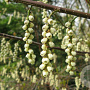 Stachyurus praecox 150-175 cm 30L