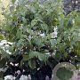 Viburnum plicatum 150 cm stam 15L