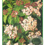 Viburnum tinus 60 cm stam 5,0L