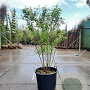 Prunus subh. 'Autumnalis' 200-250 cm container meerstammig extra