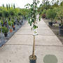 Pyrus c. 'Conference' halfstam 7,5L