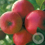 Malus d. 'Ecolette' hoogstam 20L