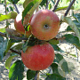 Malus d. 'Elstar' hoogstam 20L