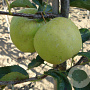 Malus d. 'Golden Delicious' hoogstam 20L