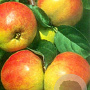 Malus d. 'Gravensteiner' hoogstam 20L