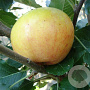 Malus d. 'James Grieve' hoogstam 20L